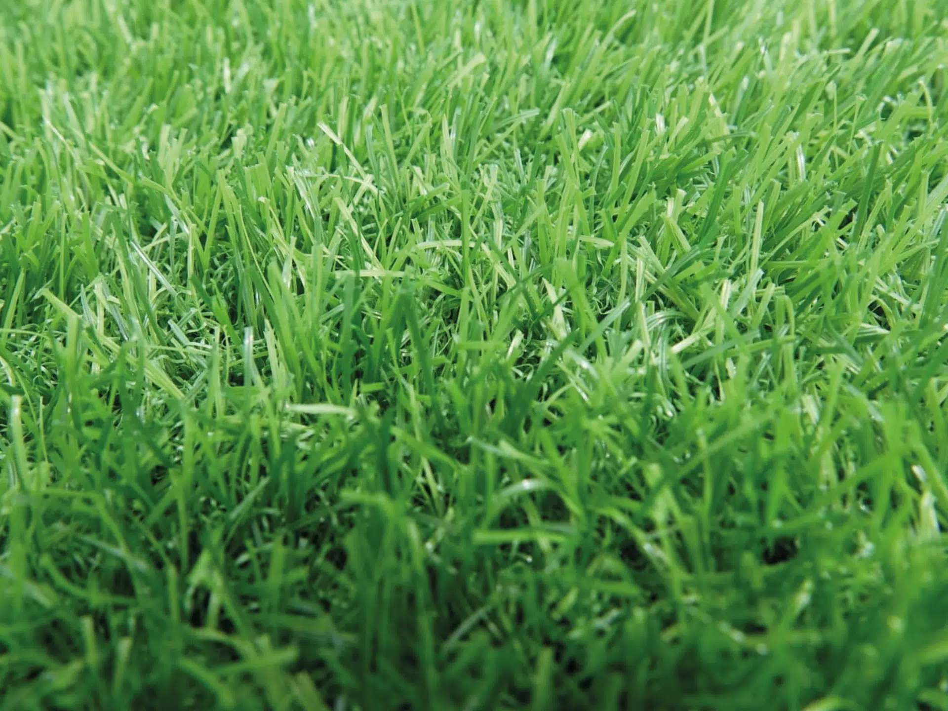 Gazon synthétique / Artificial grass / Turf – Image 2